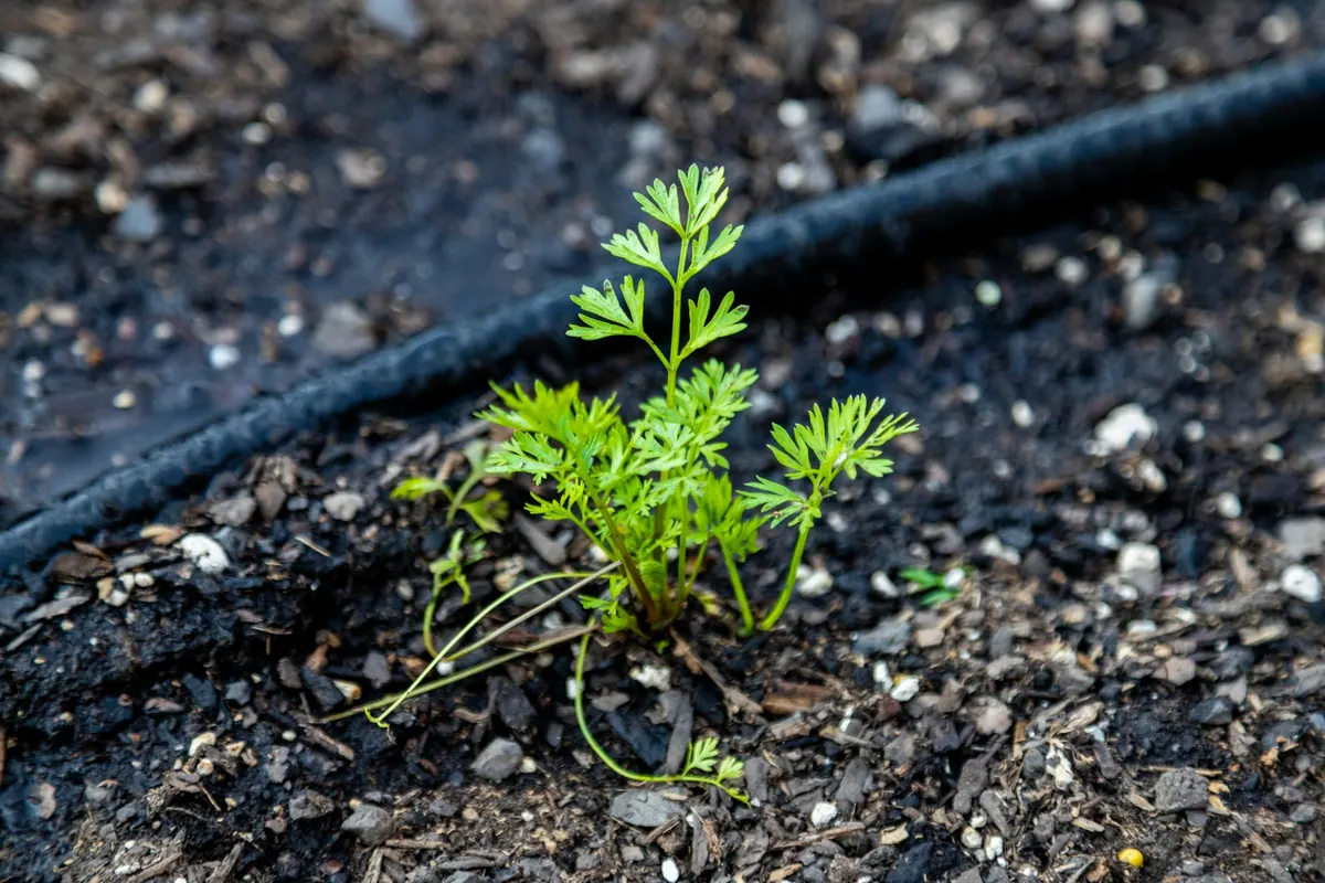 Drip Irrigation Systems – Agriculture & Irrigation